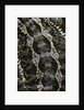 Pogona vitticeps (bearded dragon) - scales by Anonymous