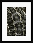 Pogona vitticeps (bearded dragon) - scales by Anonymous