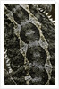 Pogona vitticeps (bearded dragon) - scales by Anonymous