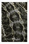 Pogona vitticeps (bearded dragon) - scales by Anonymous