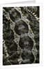 Pogona vitticeps (bearded dragon) - scales by Anonymous