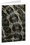 Pogona vitticeps (bearded dragon) - scales by Anonymous