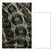 Pogona vitticeps (bearded dragon) - scales by Anonymous