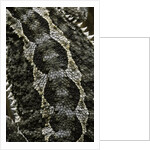 Pogona vitticeps (bearded dragon) - scales by Anonymous