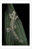 Ptychozoon kuhli (flying gecko) by Anonymous