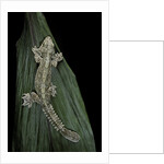 Ptychozoon kuhli (flying gecko) by Anonymous