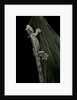 Ptychozoon kuhli (flying gecko) by Anonymous