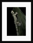 Ptychozoon kuhli (flying gecko) by Anonymous