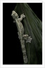 Ptychozoon kuhli (flying gecko) by Anonymous