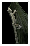 Ptychozoon kuhli (flying gecko) by Anonymous