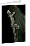 Ptychozoon kuhli (flying gecko) by Anonymous