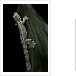 Ptychozoon kuhli (flying gecko) by Anonymous