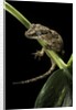 Rhacodactylus auriculatus (gargoyle gecko) by Anonymous