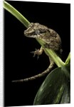 Rhacodactylus auriculatus (gargoyle gecko) by Anonymous