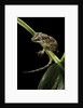 Rhacodactylus auriculatus (gargoyle gecko) by Anonymous