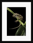 Rhacodactylus auriculatus (gargoyle gecko) by Anonymous