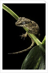 Rhacodactylus auriculatus (gargoyle gecko) by Anonymous