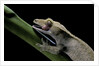 Rhacodactylus ciliatus (eyelash gecko) - cleaning its eye by Anonymous