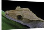 Rhacodactylus ciliatus (eyelash gecko) by Anonymous
