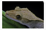 Rhacodactylus ciliatus (eyelash gecko) by Anonymous