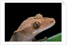 Rhacodactylus ciliatus (eyelash gecko) by Anonymous