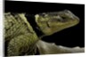 Sceloporus cyanogenys (blue spiny lizard) by Anonymous