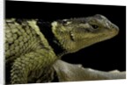 Sceloporus cyanogenys (blue spiny lizard) by Anonymous
