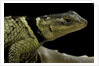 Sceloporus cyanogenys (blue spiny lizard) by Anonymous
