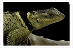 Sceloporus cyanogenys (blue spiny lizard) by Anonymous