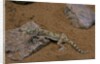 Stenodactylus sthenodactylus (elegant gecko, Lichtenstein's short-fingered gecko) by Anonymous