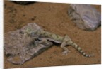 Stenodactylus sthenodactylus (elegant gecko, Lichtenstein's short-fingered gecko) by Anonymous