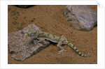 Stenodactylus sthenodactylus (elegant gecko, Lichtenstein's short-fingered gecko) by Corbis