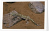 Stenodactylus sthenodactylus (elegant gecko, Lichtenstein's short-fingered gecko) by Anonymous