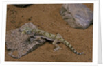 Stenodactylus sthenodactylus (elegant gecko, Lichtenstein's short-fingered gecko) by Corbis