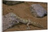 Stenodactylus sthenodactylus (elegant gecko, Lichtenstein's short-fingered gecko) by Anonymous