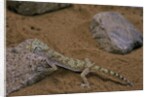 Stenodactylus sthenodactylus (elegant gecko, Lichtenstein's short-fingered gecko) by Anonymous
