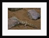 Stenodactylus sthenodactylus (elegant gecko, Lichtenstein's short-fingered gecko) by Anonymous