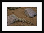 Stenodactylus sthenodactylus (elegant gecko, Lichtenstein's short-fingered gecko) by Anonymous