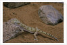 Stenodactylus sthenodactylus (elegant gecko, Lichtenstein's short-fingered gecko) by Anonymous