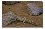 Stenodactylus sthenodactylus (elegant gecko, Lichtenstein's short-fingered gecko) by Anonymous