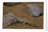 Stenodactylus sthenodactylus (elegant gecko, Lichtenstein's short-fingered gecko) by Anonymous