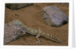 Stenodactylus sthenodactylus (elegant gecko, Lichtenstein's short-fingered gecko) by Anonymous