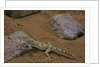 Stenodactylus sthenodactylus (elegant gecko, Lichtenstein's short-fingered gecko) by Anonymous