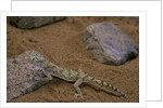 Stenodactylus sthenodactylus (elegant gecko, Lichtenstein's short-fingered gecko) by Anonymous