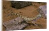 Stenodactylus sthenodactylus (elegant gecko, Lichtenstein's short-fingered gecko) by Anonymous