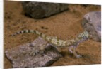 Stenodactylus sthenodactylus (elegant gecko, Lichtenstein's short-fingered gecko) by Anonymous