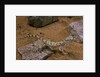 Stenodactylus sthenodactylus (elegant gecko, Lichtenstein's short-fingered gecko) by Anonymous