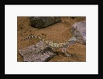 Stenodactylus sthenodactylus (elegant gecko, Lichtenstein's short-fingered gecko) by Anonymous