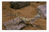 Stenodactylus sthenodactylus (elegant gecko, Lichtenstein's short-fingered gecko) by Anonymous