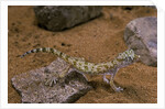 Stenodactylus sthenodactylus (elegant gecko, Lichtenstein's short-fingered gecko) by Anonymous